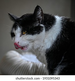 Pet Cat Licking Him Self Clean Indoors