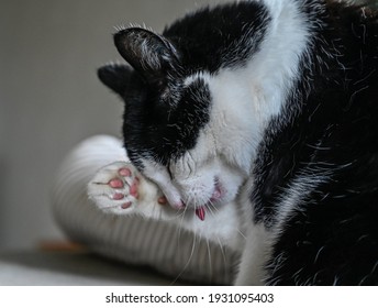 Pet Cat Licking Him Self Clean Indoors