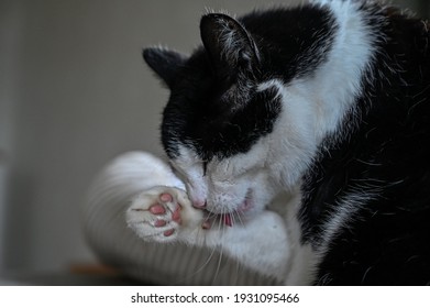 Pet Cat Licking Him Self Clean Indoors