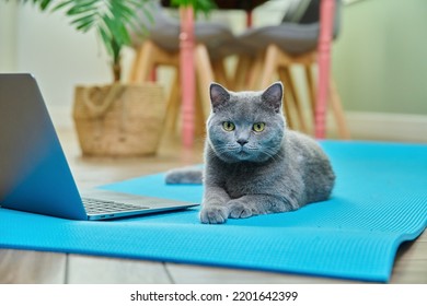 Pet Cat Lying At Home On A Yoga Mat With A Laptop