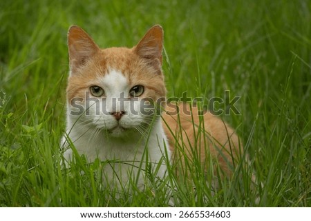 Pet. Cat on the background of grass. Cats green eyes