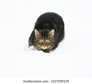 Pet Cat Playing In The Snow