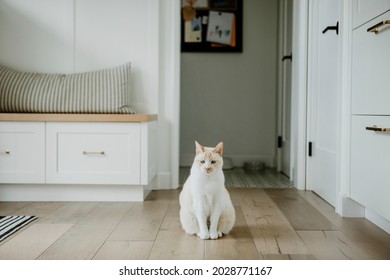 Pet Cat Sitting On Hardwood Floor