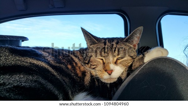 Pet cat\
sleeping in the car during a long\
trip