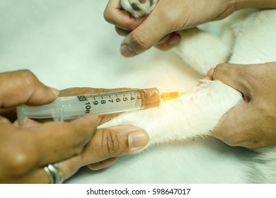 Pet Cat Under Anesthetic And Anesthetized At The Veterinary Clinic. Selective Focus (vintage Color Tone)