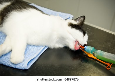 Pet Cat Under Anesthetic At The Vets