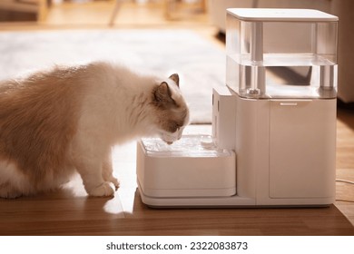 Pet cat is using pet water dispenser, image of drinking water, closeup, indoor shot, sofa and wooden floor