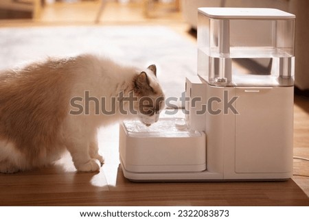Pet cat is using pet water dispenser, image of drinking water, closeup, indoor shot, sofa and wooden floor