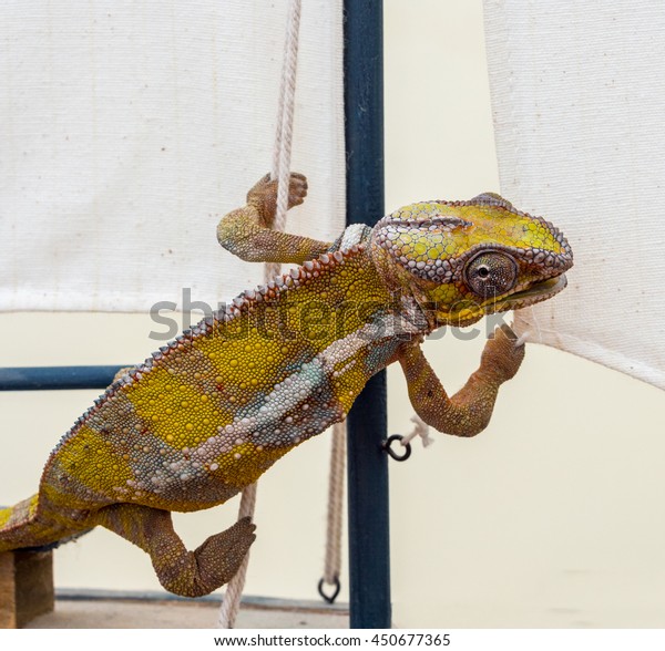 Pet Chameleon Enjoying Some Free Cage Animals Wildlife Stock Image 450677365,Birthday Cake Shot