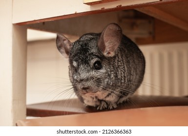 Pet Chinchilla On An Evening Walk, Close-up Of Pleasure