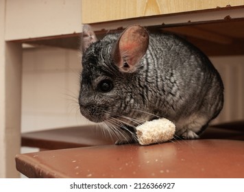 Pet Chinchilla On An Evening Walk Enjoys Delicious Treats