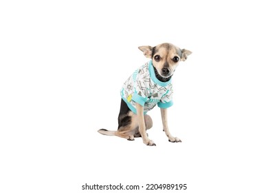 Pet Clothes, Dog In T-shirt Isolated On White Background