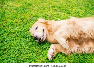 Pet concept: Cute Golden Retriever dog lying down at park - Shutterstock ID 1663860670
