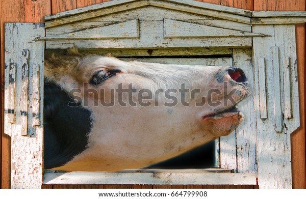 Pet Cow Looking Window Old Barn Stock Photo Edit Now 664799908