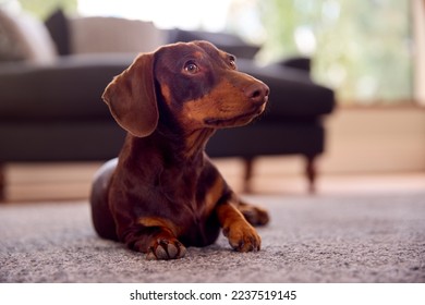 Pet Dachshund Dog Lying On Rug On Lounge Floor At Home - Shutterstock ID 2237519145