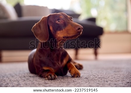 Pet Dachshund Dog Lying On Rug On Lounge Floor At Home