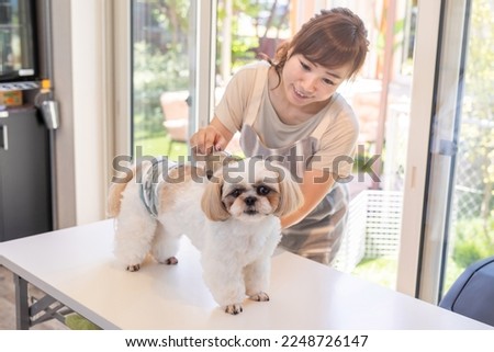 A pet dog being cared for at a pet salon