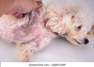 Pet Dog Body With Red Irritated Skin Due To Yeast Infection And Kerato-seborrhoeic Disorders