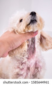 Pet Dog Body With Red Irritated Skin Due To Yeast Infection And Allergy