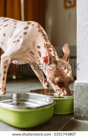Pet dog breed american hairless terrier eats dry food from bowl, Teen girl spending time with her beloved pet