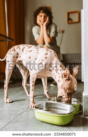 Pet dog breed american hairless terrier eats dry food from bowl, Teen girl spending time with her beloved pet