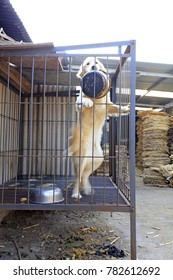 Pet Dog In A Cage