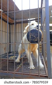 Pet Dog In A Cage