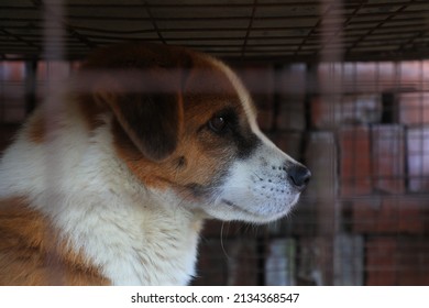 The Pet Dog Is In The Cage, North China