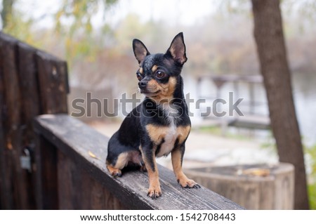 Pet dog Chihuahua walks on the street. Chihuahua dog for a walk. Chihuahua black, brown and white. Cute puppy early in the morning on a walk. Dog in the autumn walks in the garden or in the park