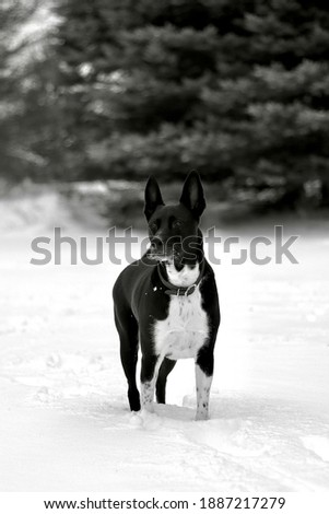 Similar – Foto Bild Bock Haustier Tiergesicht