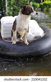 A Pet Dog Ferried to Safety on a Flooded Section of Road in Bangkok During the November 2011 Floods