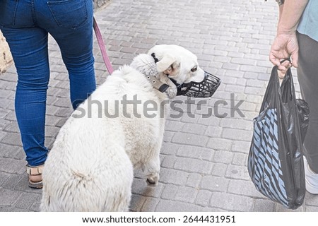 pet dog labrador in a muzzle. Rules for walking dogs in the city