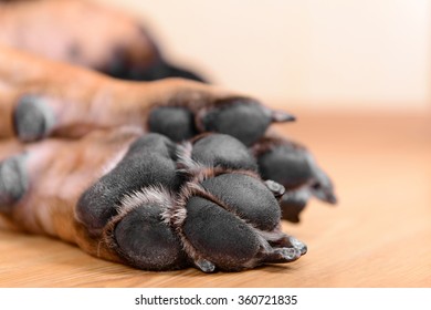 Pet Dog Pads And Big Claws Feet Closeup