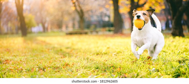 Pet Dog Playing With Toy Ball At Park Lawn On Great September Fall Day With Beautiful Sunlight At Background. Panoramic Crop