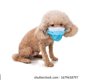 Download Dog Face Mask Images Stock Photos Vectors Shutterstock PSD Mockup Templates