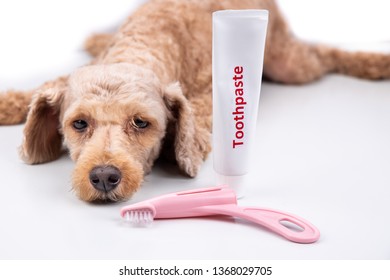 petstock dog toothpaste