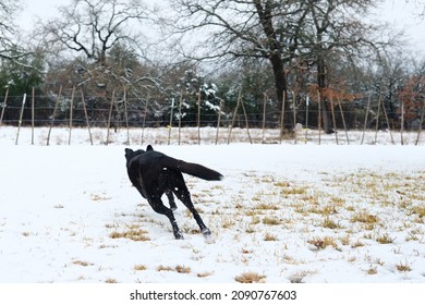 Pet Dog Running Through Snow In Yard At Home.