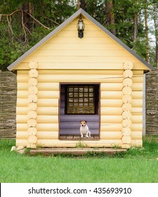 Pet Dog Sitting At Big Doghouse At Back Yard. Domestic Jack Russell Terrier At Kennel