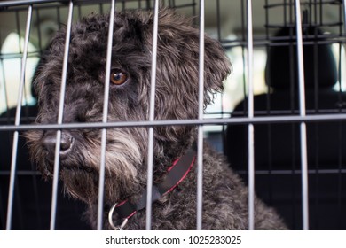 Pet Dog Sitting In Car Crate Ready For Journey