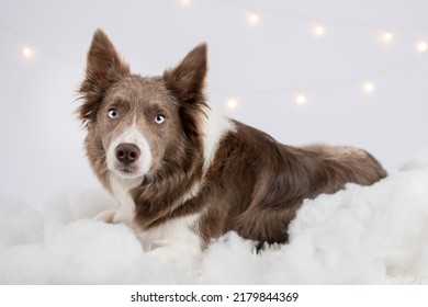 Pet Dog Studio Photography For Advertisement, Veterinarian, Dog Trainer, Dog Daycare, Groomer