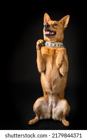 Pet Dog Studio Photography For Advertisement, Veterinarian, Dog Trainer, Dog Daycare, Groomer