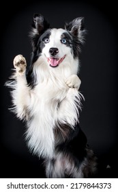 Pet Dog Studio Photography For Advertisement, Veterinarian, Dog Trainer, Dog Daycare, Groomer