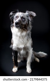 Pet Dog Studio Photography For Advertisement, Veterinarian, Dog Trainer, Dog Daycare, Groomer