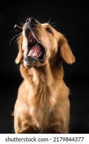 Pet Dog Studio Photography For Advertisement, Veterinarian, Dog Trainer, Dog Daycare, Groomer