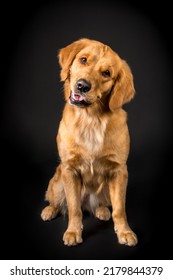 Pet Dog Studio Photography For Advertisement, Veterinarian, Dog Trainer, Dog Daycare, Groomer