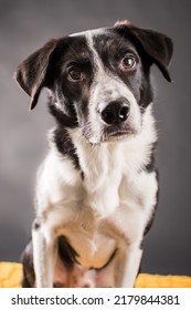 Pet Dog Studio Photography For Advertisement, Veterinarian, Dog Trainer, Dog Daycare, Groomer