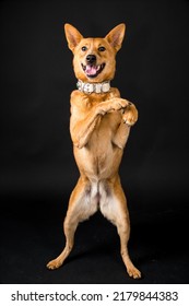 Pet Dog Studio Photography For Advertisement, Veterinarian, Dog Trainer, Dog Daycare, Groomer