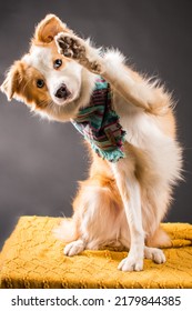 Pet Dog Studio Photography For Advertisement, Veterinarian, Dog Trainer, Dog Daycare, Groomer