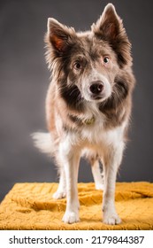 Pet Dog Studio Photography For Advertisement, Veterinarian, Dog Trainer, Dog Daycare, Groomer