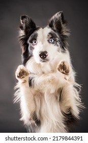 Pet Dog Studio Photography For Advertisement, Veterinarian, Dog Trainer, Dog Daycare, Groomer